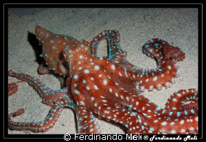 Octopus macropus. by Ferdinando Meli 